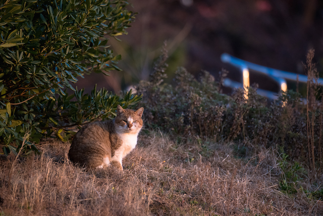 兵庫県 沼島の猫