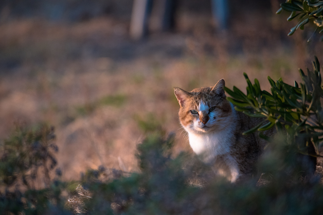 兵庫県 沼島の猫