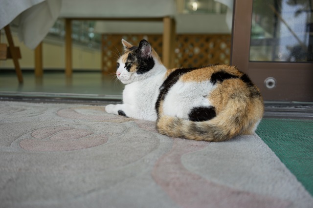 石垣島の猫