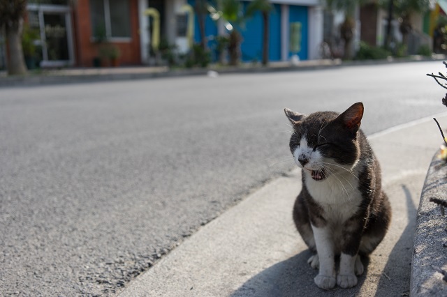 石垣島の猫