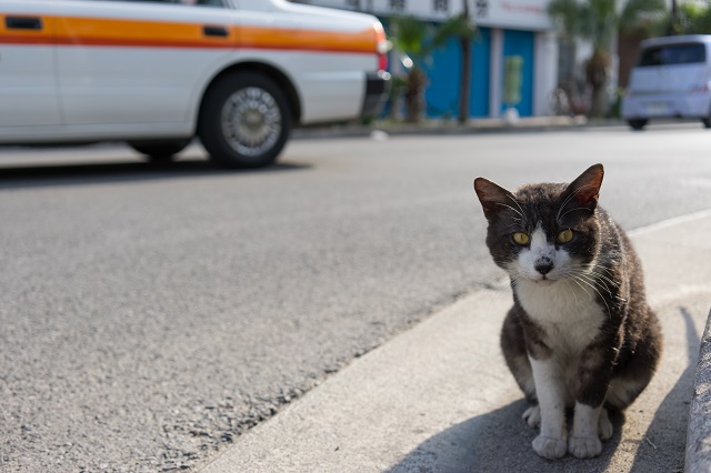 石垣島の猫