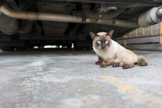 石垣島の猫
