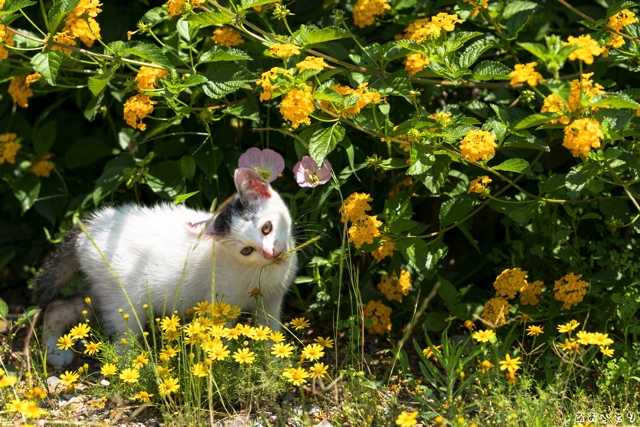 DSCF8307.jpg