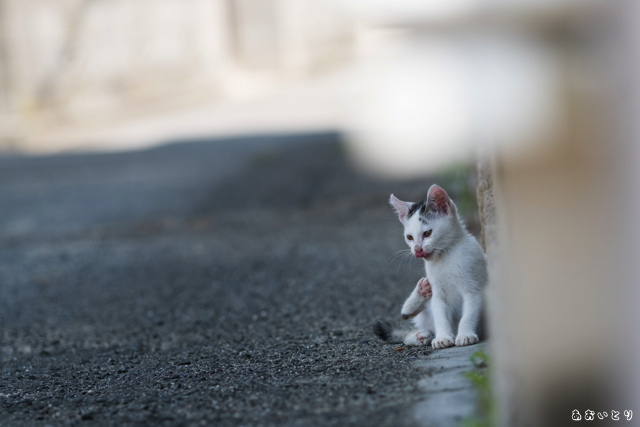 DSCF8162-2.jpg