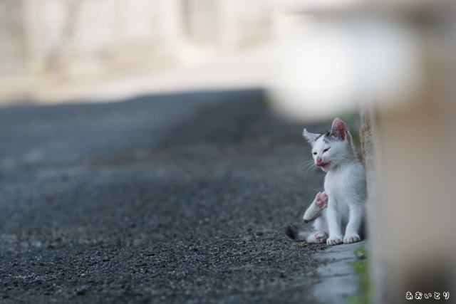 DSCF8161-2.jpg