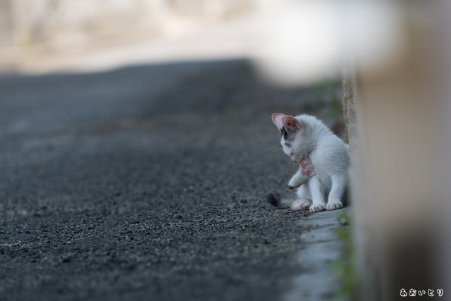 DSCF8158-2.jpg