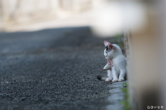 DSCF8159-2.jpg