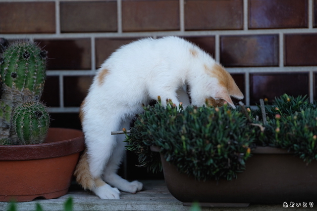 DSCF8954.JPG