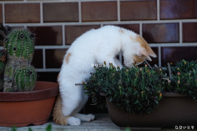 DSCF8953.JPG