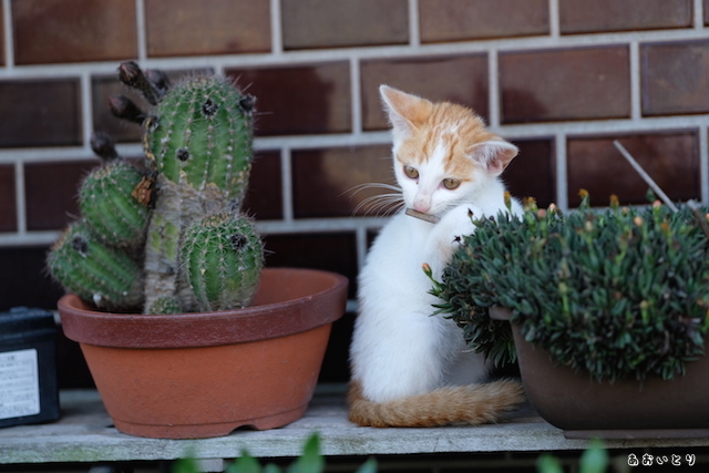DSCF8920.JPG