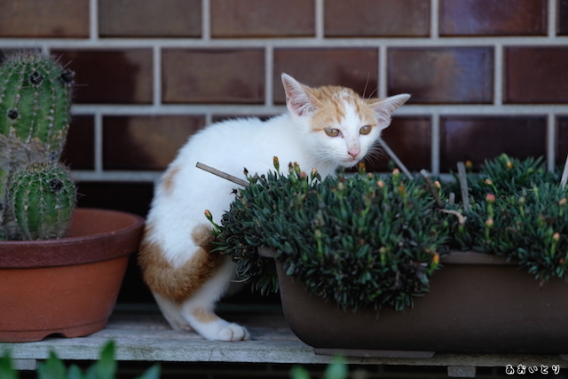 DSCF8907.JPG