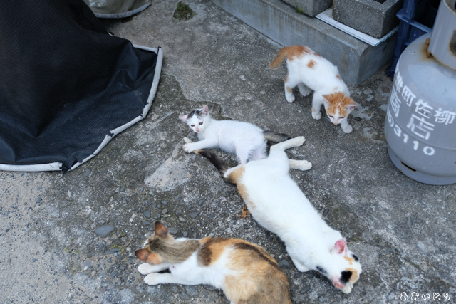 DSCF9320.jpg