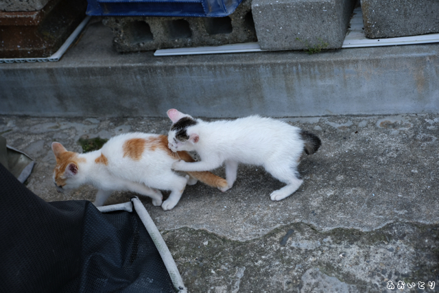 DSCF9288.jpg