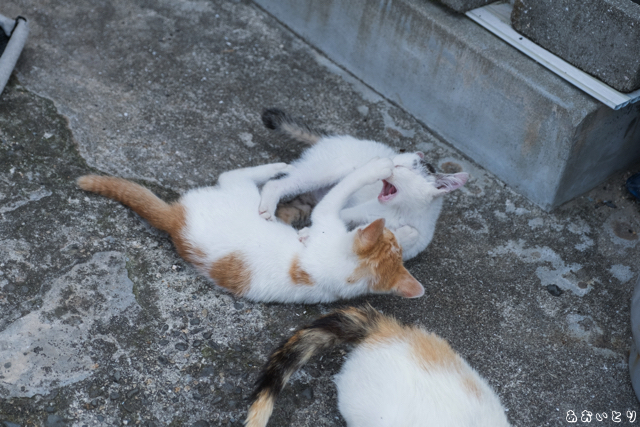 DSCF9277.jpg