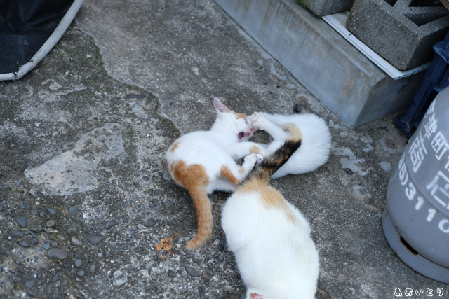 DSCF9254.jpg
