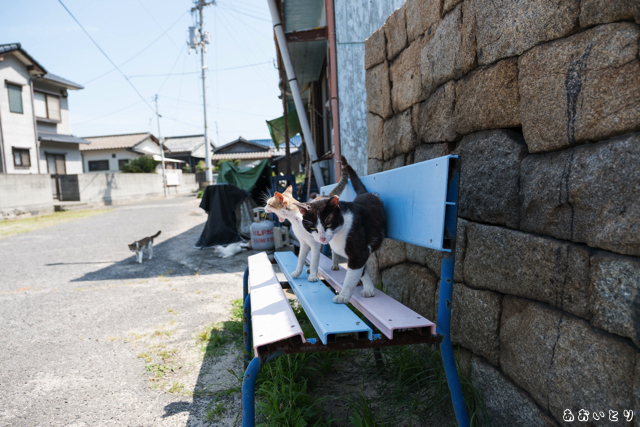 DSCF9235.jpg