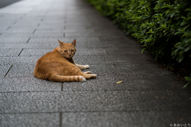 DSCF1009-2.jpg