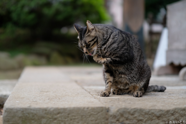 DSCF0290.jpg