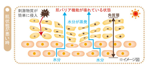 乾燥肌