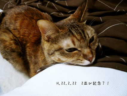 猫の日