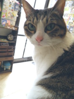 neko