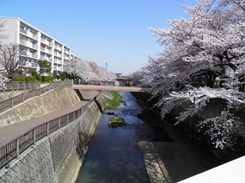 sakura