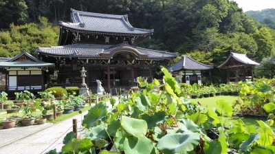 三室戸寺 本堂