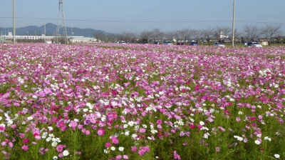 近江八幡野田町 コスモス畑