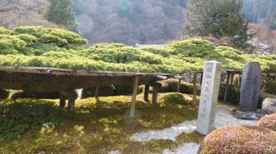 善峯寺 遊龍の松