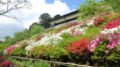 石山寺 つつじ