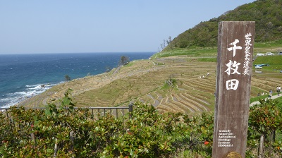 千枚田