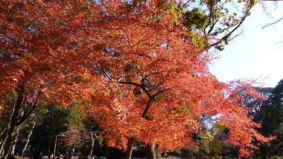 a09_107_紅葉