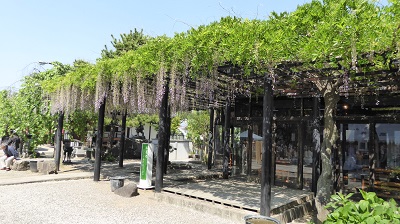 05024_葛井寺ふじまつり