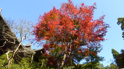 1031_摩尼殿前紅葉