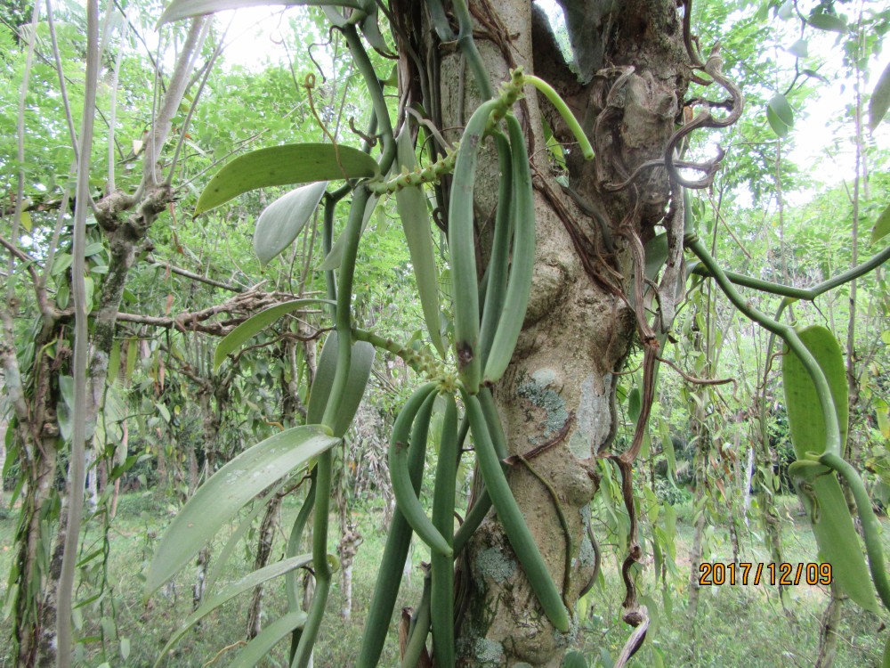 バニラビーンの木