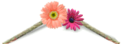 EntryImage.gif