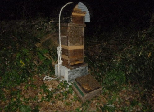 06