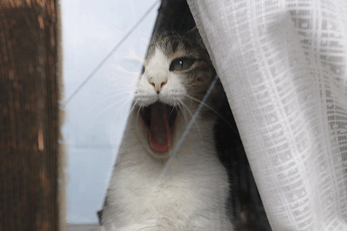 あいたくち