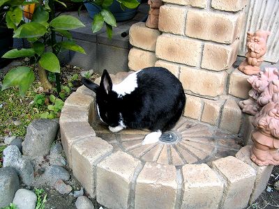 ごしごし