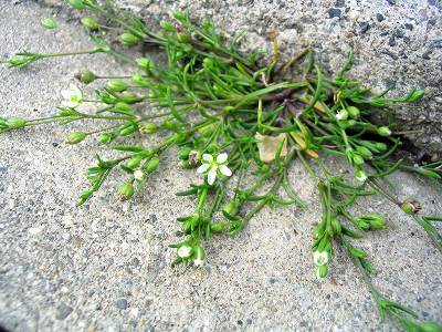 庭の雑草 白花編 みぃまりぽん