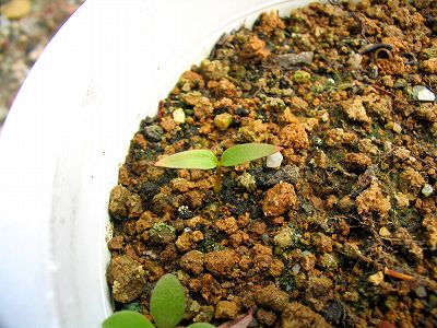 カロ発芽