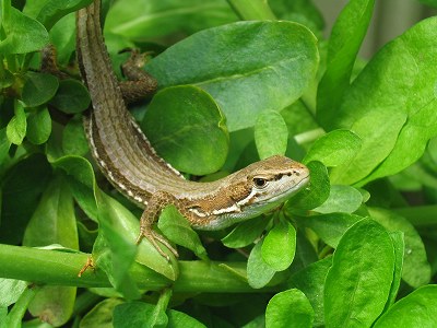 カナヘビ