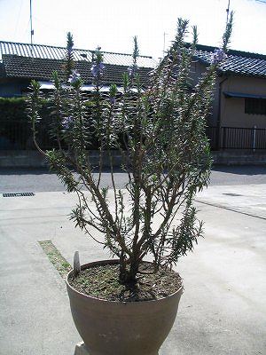 レックス