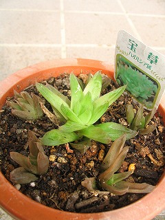 宝草