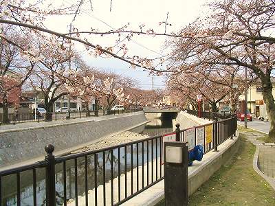 桜