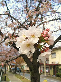 桜