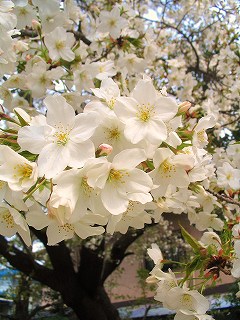 桜