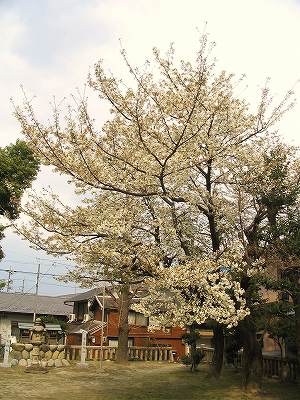 桜
