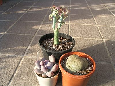 3/13買物