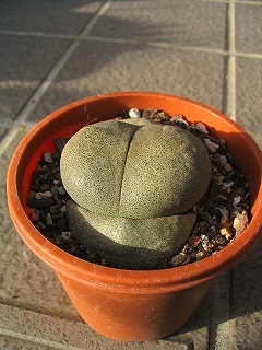 帝玉